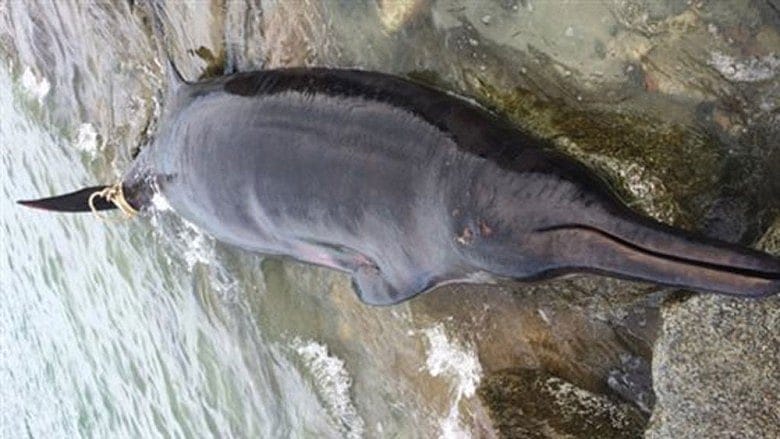 Beaked whale washes up on Mass. beach