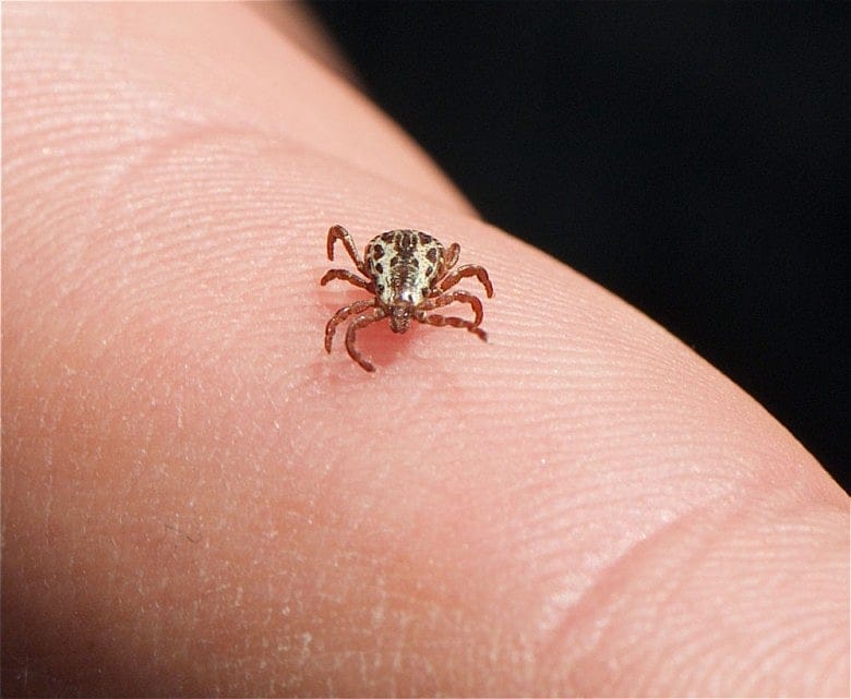 Some necessary tick talk