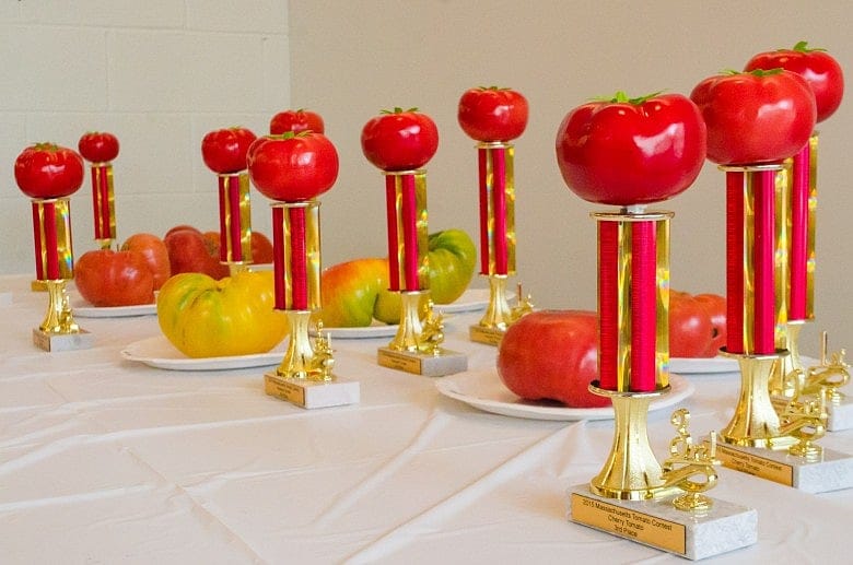 31st Annual Massachusetts Tomato Contest
