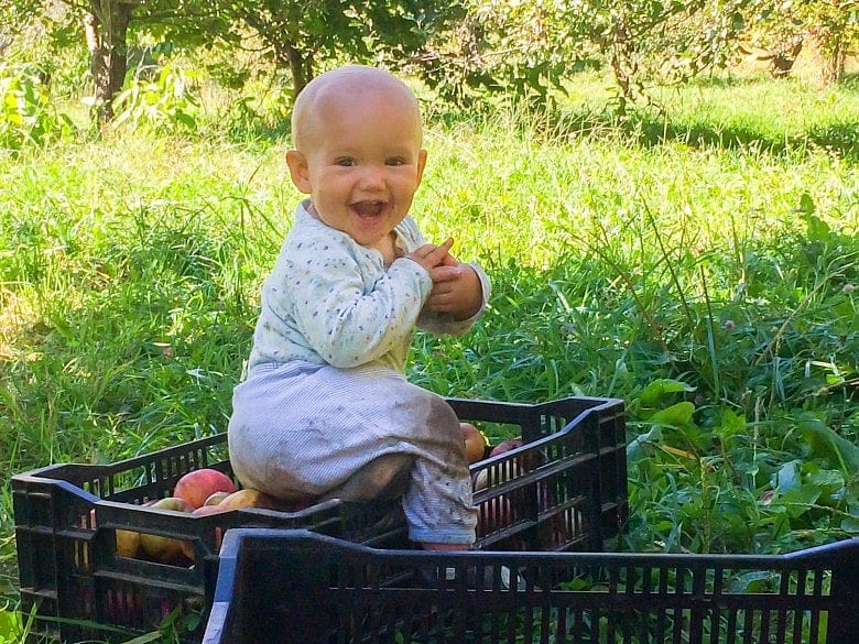 Organic apple growers overcome challenges to offer healthier fruit