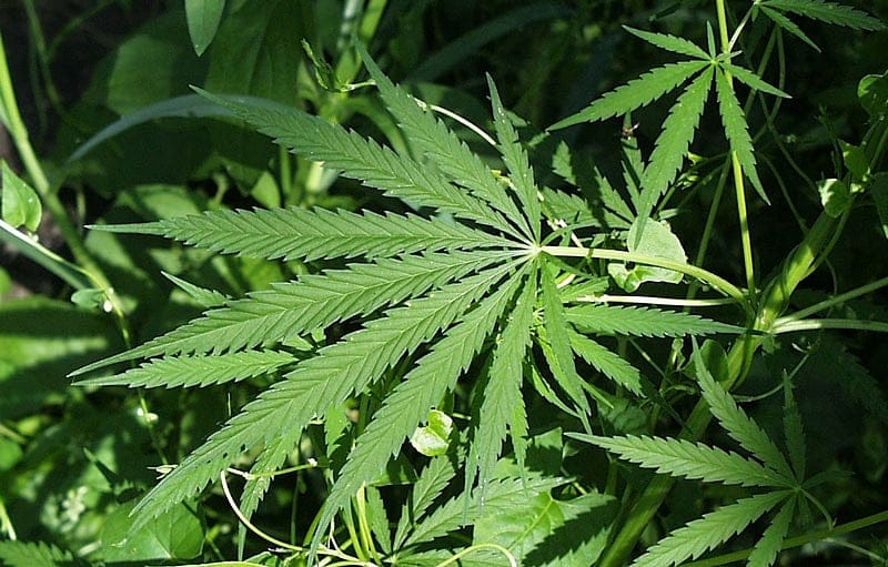 Demonstrators protest lobbyist’s work against legalizing pot