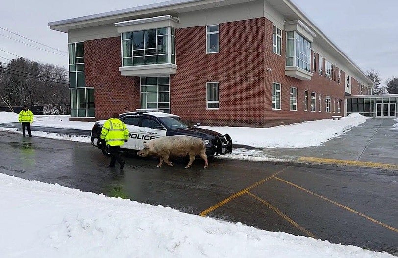 Runaway porker goes hog wild at NH polling place entrance