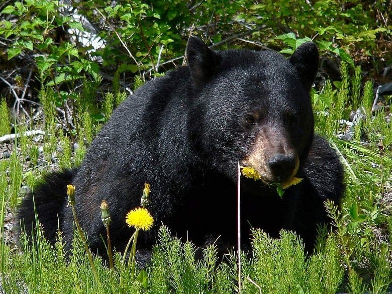 Wildlife, people increasingly intersect as territories overlap