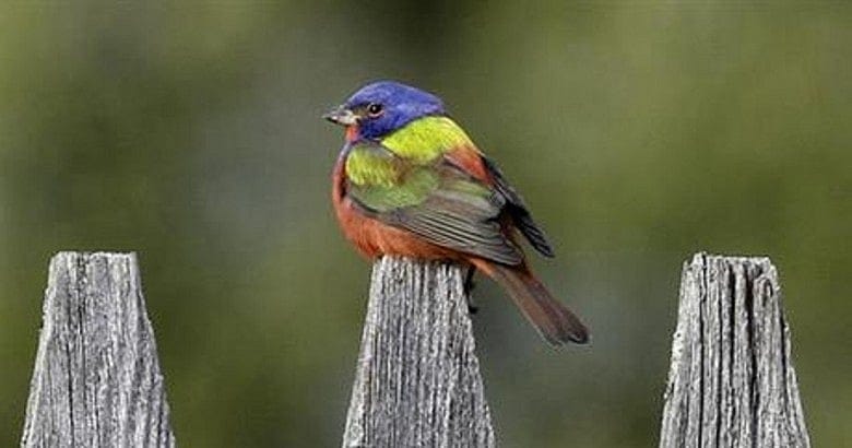 ‘Flying Rainbow’ bird draws watchers to Vermont town