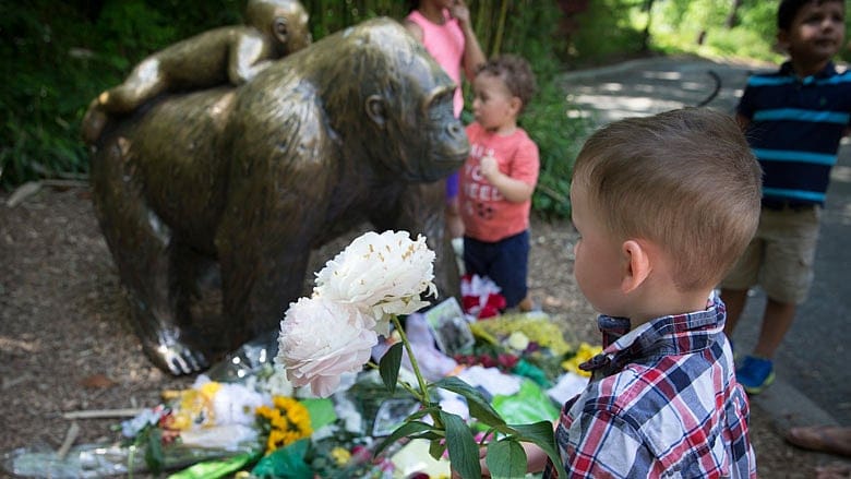 It only took a gorilla to show how screwed up our priorities are