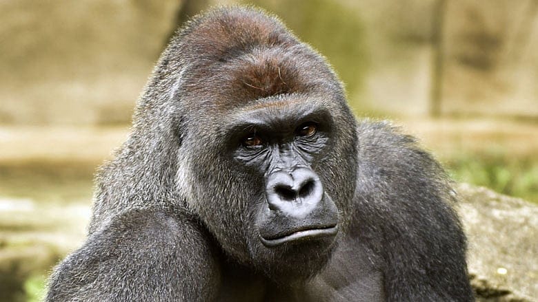 Gorilla’s death calls for human responsibility, not animal personhood