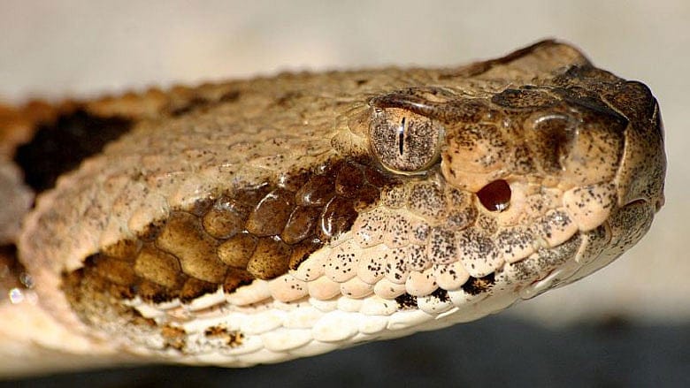Residents: Massachusetts Rattlesnake Island is ‘most outrageous’ idea ever