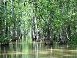 Trump Really Is Draining The Swamp