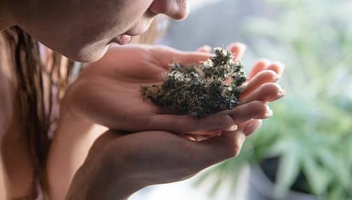 Text of Marijuana Notice Posted at Springfield YMCA