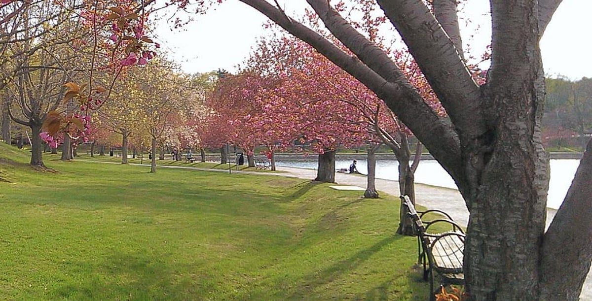 No Asians Hired By Brookline During First Three Months of 2021