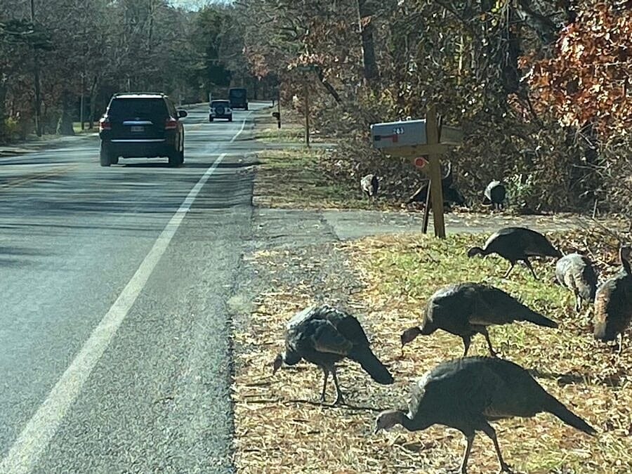 Wild Turkeys On Cape Cod Date From … 1989