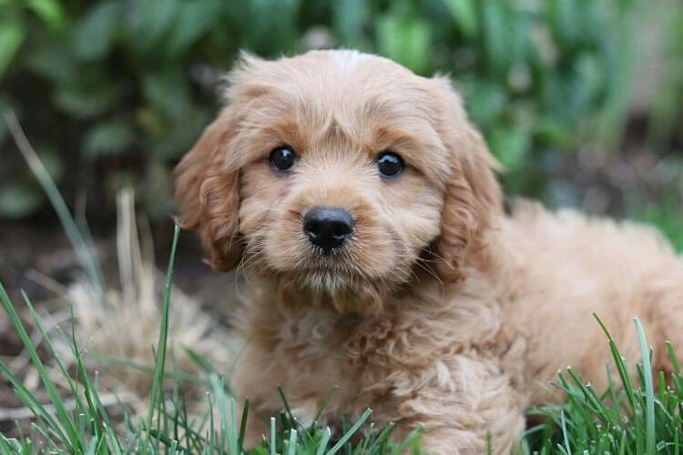 Massachusetts Bans Selling Puppies and Kittens Under Eight Weeks Old