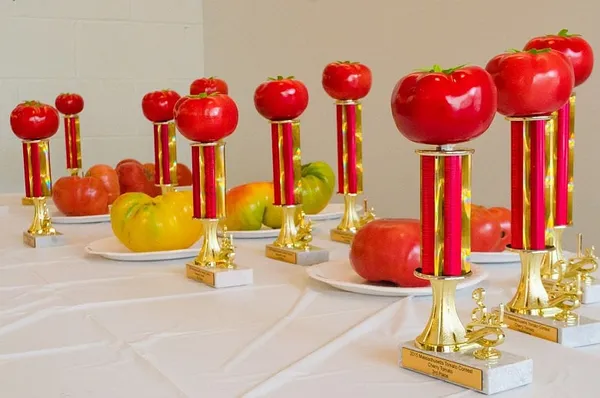 31st Annual Massachusetts Tomato Contest