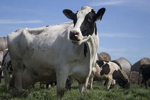 Northeast dairy farmers settle lawsuit