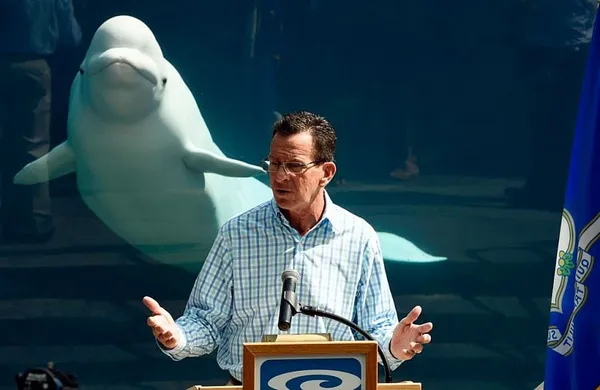 Beluga whale photobombs Connecticut Gov. Malloy