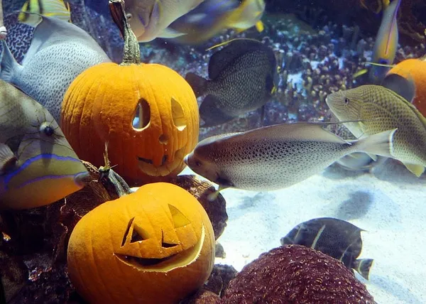 Aquarium marks Halloween with underwater jack-o’-lanterns