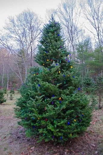 Town Christmas Tree Making Last Stand
