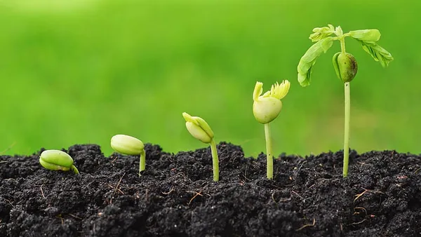 Poem: Consider the seed pod