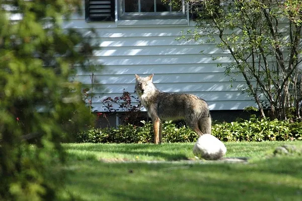 No More Coyote-Hunting Contests, Says Massachusetts Wildlife Agency