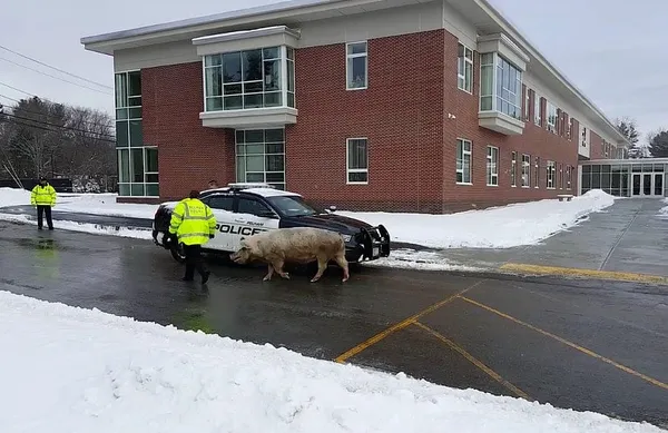 Runaway porker goes hog wild at NH polling place entrance