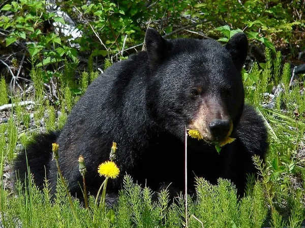 Wildlife, people increasingly intersect as territories overlap
