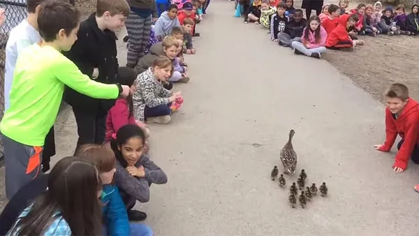 Make way for ducklings – from classroom to pond