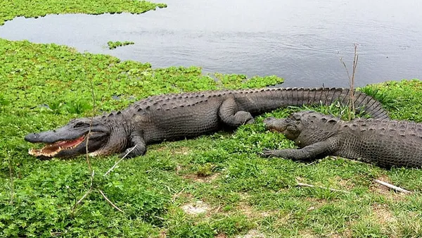 Gators and gorillas