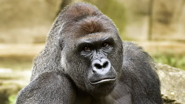 Gorilla’s death calls for human responsibility, not animal personhood