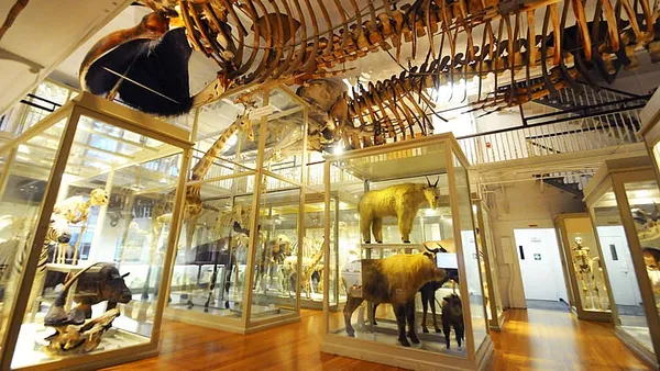 Harvard Museums unveil resplendent renovations