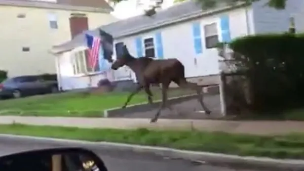 Moose struts her stuff in Watertown, Belmont