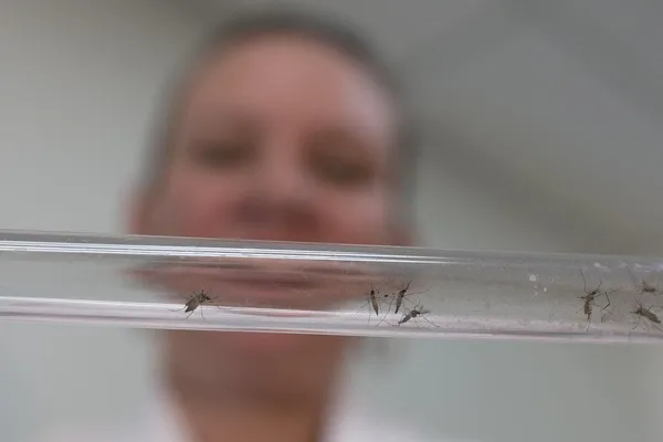 Zika infection late in pregnancy didn’t produce defects in study