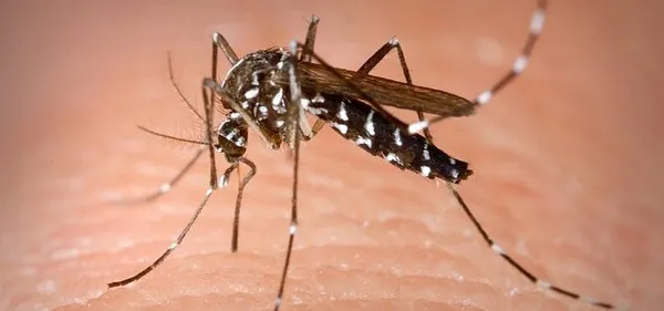 Fourth Zika case is confirmed in New Hampshire