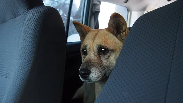 Baker signs pet protection law