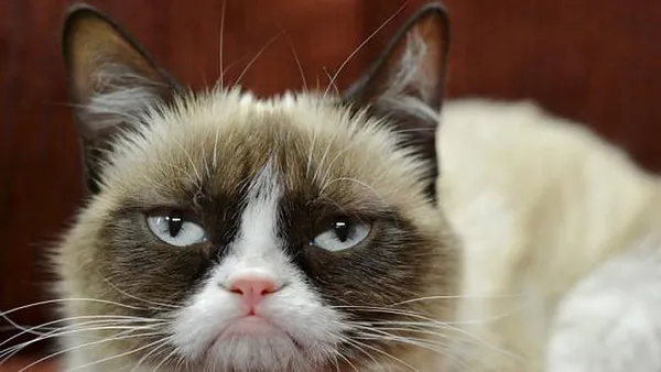 Memetics and the science of going viral
