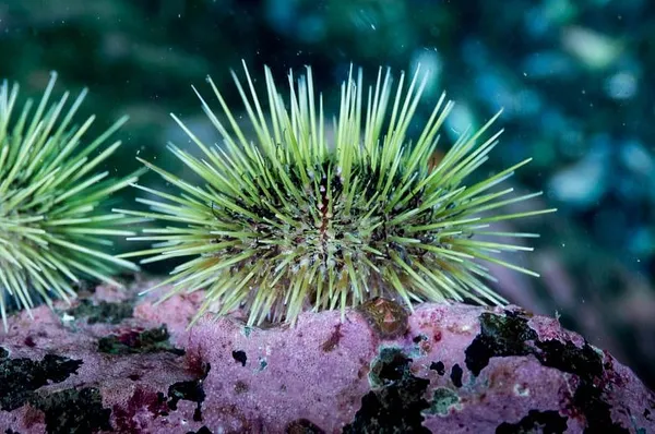 Hold the urchin tongues, let’s cook like Grandma