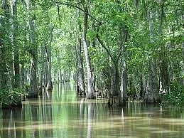 Trump Really Is Draining The Swamp