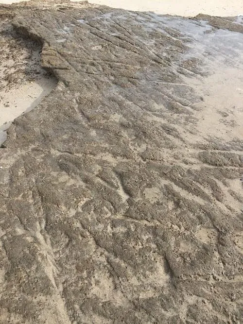 Storm Uncovers Cart Tracks on Cape from 100+ Years Ago
