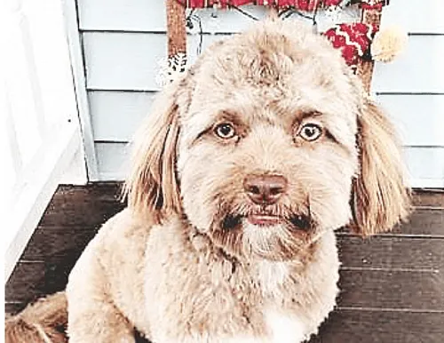 Does This Dog Look Human To You?