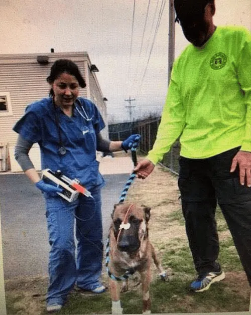 Wounded Yarmouth Police Dog Recovering