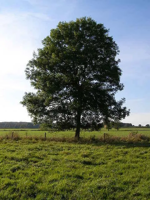200-Year-Old Tree Taken Down