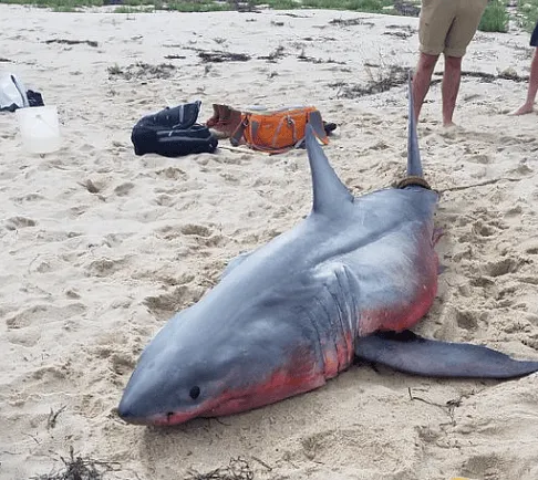 Sharks or People?