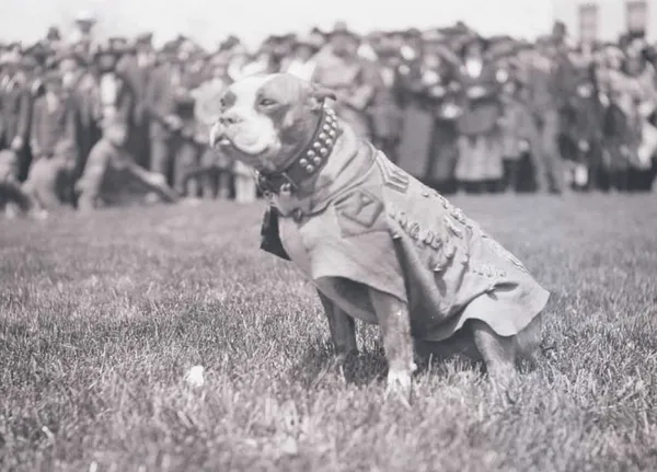 Stray Dog Remembered As World War I Hero