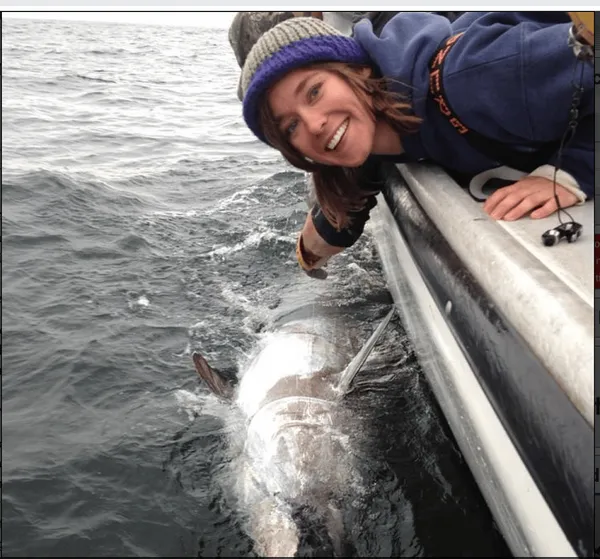 State Offers Cash To Deal With Shark Attacks on Cape Cod – But Only After They Occur