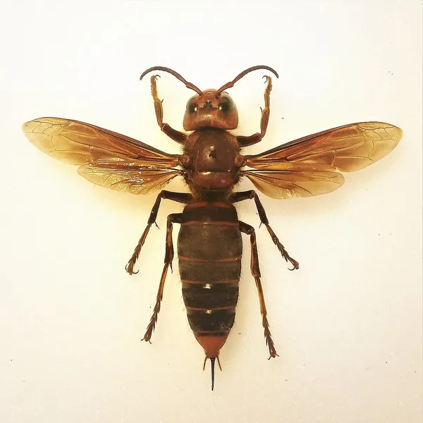 Murder Hornets Could Survive in Some Parts of New England, Biologist Says