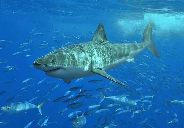 More Than Twenty Sharks Spotted Off Massachusetts Beaches