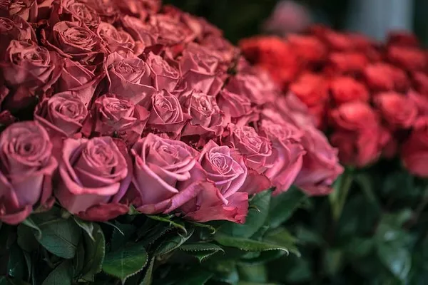 Most Massachusetts Congressmen Are Flower Children, Campaign Records Show