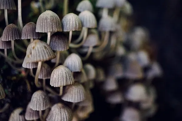 Cambridge Effectively Decriminalizes Magic Mushrooms