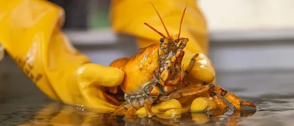 Maine Fisherman Catches Yellow Lobster