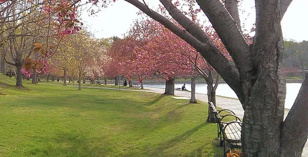 No Asians Hired By Brookline During First Three Months of 2021