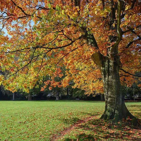 Man Protests Possible Tree Removal … By Sitting In One